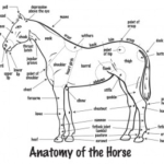 Anatomy of a Horse